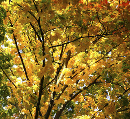  Different views of autumn scenery