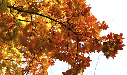  Different views of autumn scenery