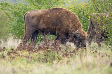Bison bonasus - European bison - Milovice, Czech republic