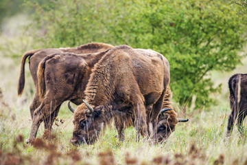 Bison bonasus - European bison - Milovice, Czech republic © Vera Kuttelvaserova