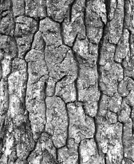 bark of tree