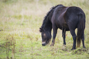 exmoor pony Milovice - Crech republic