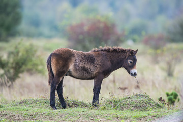 exmoor pony Milovice - Crech republic