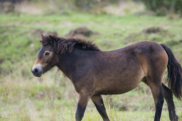 Obraz na płótnie Canvas exmoor pony Milovice - Crech republic