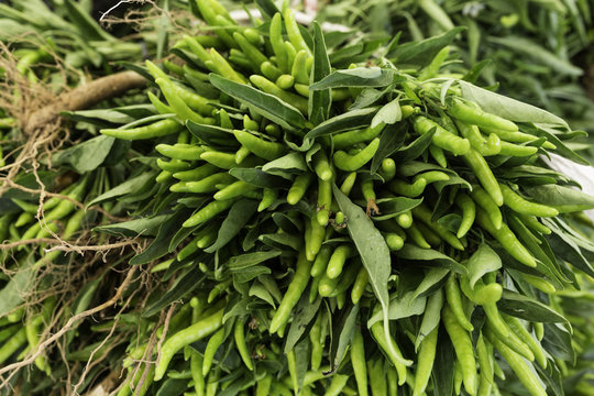 Fresh green peppers at the farmers market