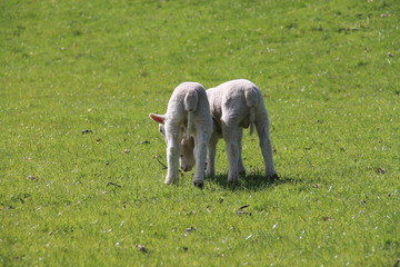 Two Lake district lambs picking up a scent