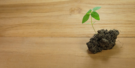 Seedlings on the wooden floor