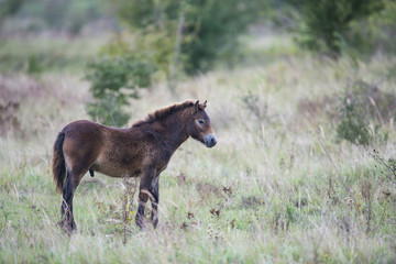 exmoor pony Milovice - Crech republic