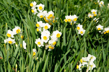 淡路島　灘黒岩水仙郷