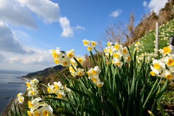 淡路島　灘黒岩水仙郷