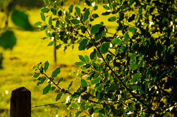 Stechpalme im Herbst
