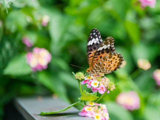 ツマグロチョウモンチョウとランタナ