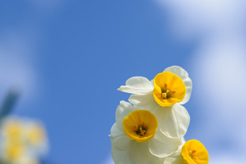 淡路島　灘黒岩水仙郷　水仙