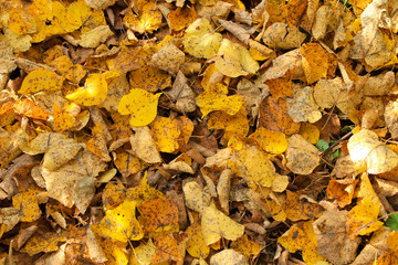 Background of fallen dry leaves
