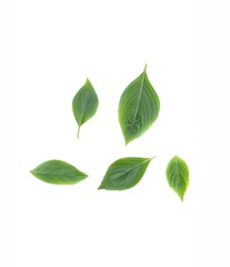 Fototapeta na wymiar Basil leaf Fresh Have medicinal properties Healthy on white background