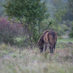 exmoor pony Milovice - Crech republic
