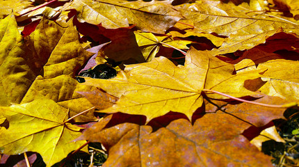 Autumn maple leaves covering the ground.Fall season or autumn concept.Selective focus.