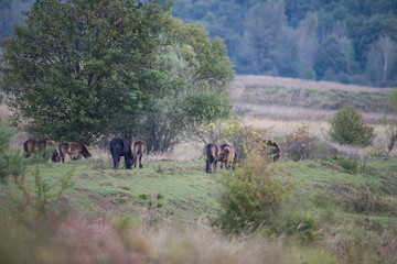 exmoor pony Milovice - Crech republic