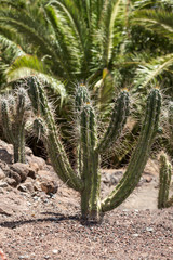 Beautiful Succulent Cactus Plants in Garden