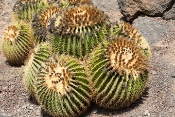 Naklejka na ściany i meble Echinocactus grusonii, popularly known as the golden barrel cactus, golden ball or, amusingly, mother-in-law's cushion,