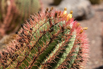 Naklejka na ściany i meble Beautiful Succulent Cactus Plants in Garden