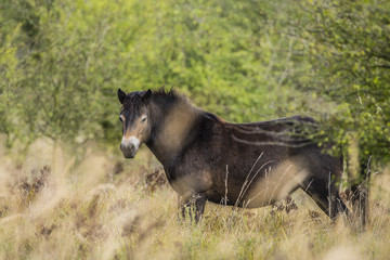 exmoor pony Milovice - Crech republic