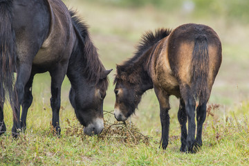 Fototapeta premium exmoor pony Milovice - Crech republic