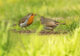 Robin, A sweet and very popular little bird.