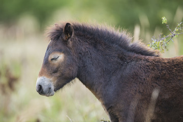 exmoor pony Milovice - Crech republic