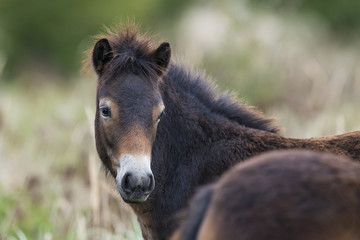 Obraz premium exmoor pony Milovice - Crech republic