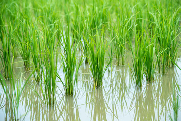 Obraz premium paddy rice field.