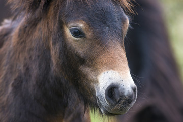 exmoor pony Milovice - Crech republic