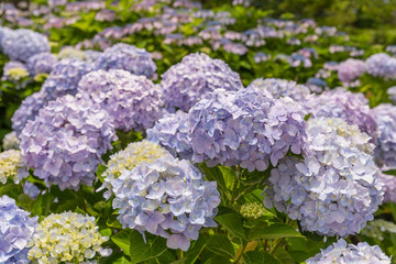 Blue Hydrangea Flower