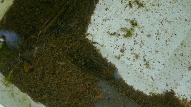 Asian Tiger Mosquito (Aedes albopictus) Larvae 