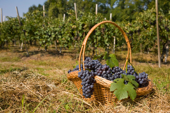 Basket of grapes, Langhe Nebbiolo, Piedmont, Italy