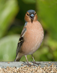Common chaffinch