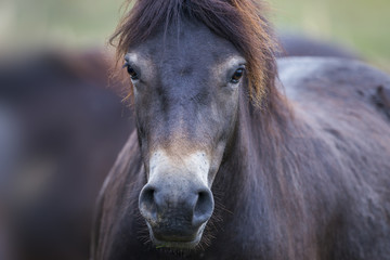 Obraz premium exmoor pony Milovice - Crech republic