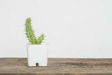 Closeup cactus in white plastic pot on blurred wood desk and white cement wall textured background with copy space