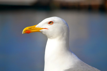Seagull closeup portrait