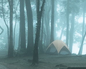 A tent in the misty forest, cold tone