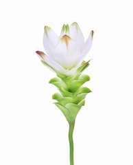 Siam Tulip white on white background