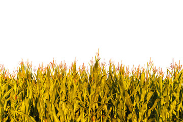 Corn plants isolated on white © Martin Bergsma