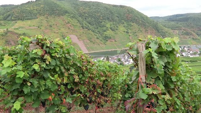 driving along at vineyards of Moselle river. In background village Beilstein in Rhineland-Palatinate. (Germany)