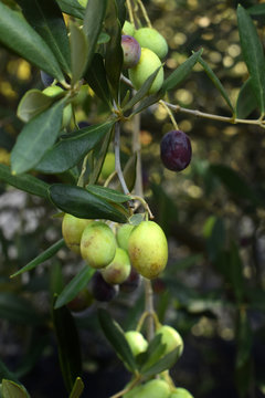 green and purple berries on a olives branch  on a dark background
