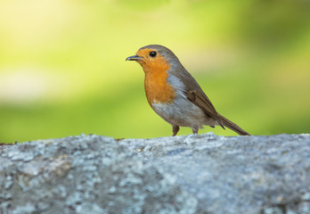 Robin bird