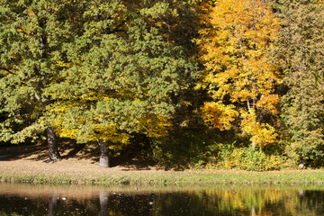Autumn trees along the lake.