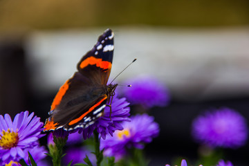 Butterfly on a blue flower