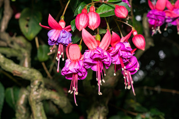 Macro photo of blooming oriental flowers