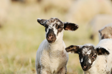 lamb standing  on the meadow