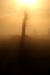 Silhouette eines kahlen Baumes bei Sonnenaufgang